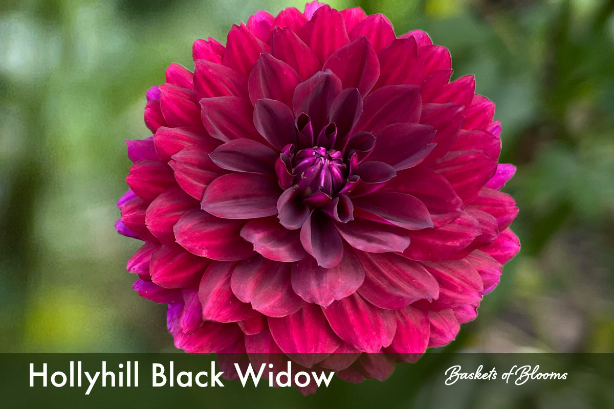Hollyhill Black Widow, dahlia tuber