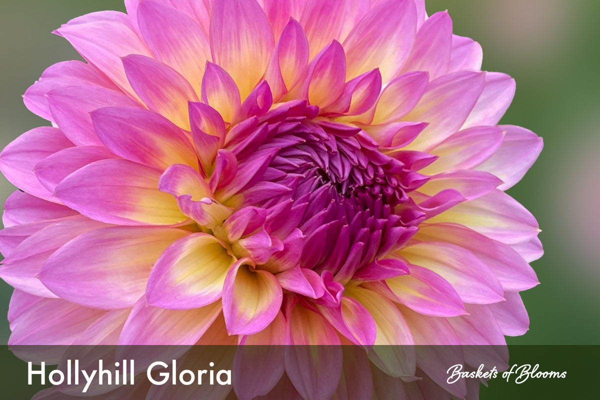 Hollyhill Gloria, dahlia tuber