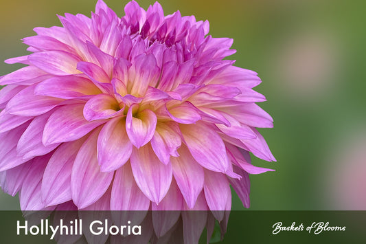 Hollyhill Gloria, dahlia tuber