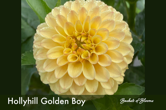 Hollyhill Golden Boy, dahlia tuber