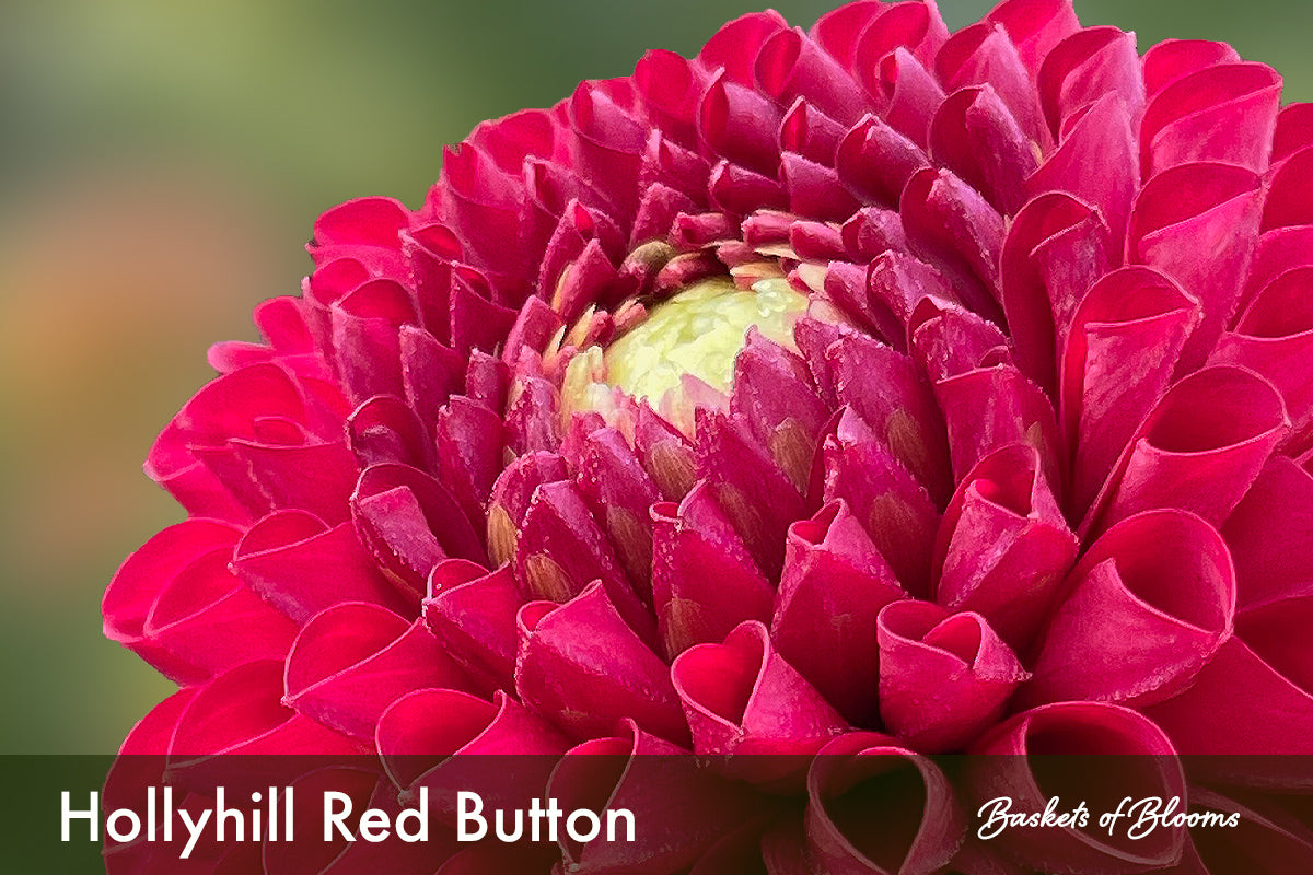 Hollyhill Red Button, dahlia tuber