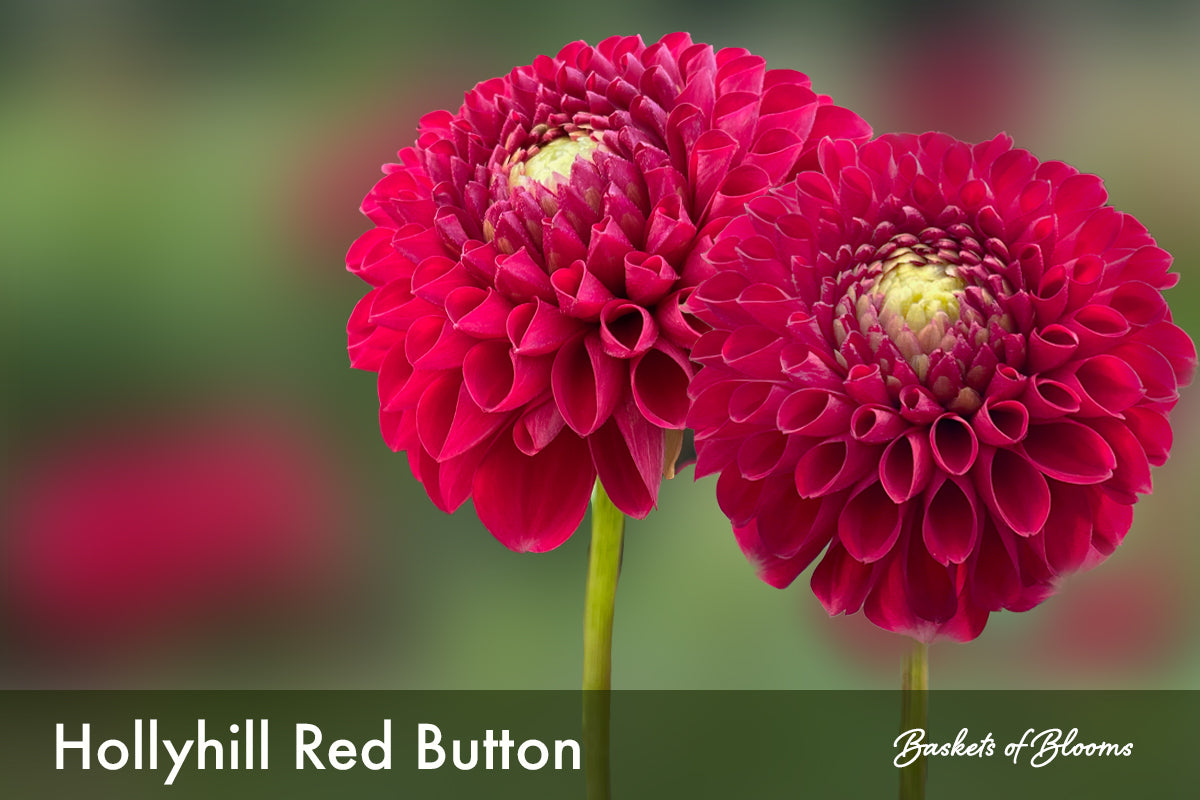 Hollyhill Red Button, dahlia tuber