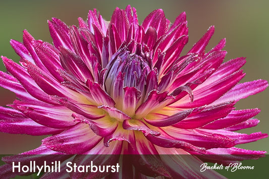 Hollyhill Starburst, dahlia tuber
