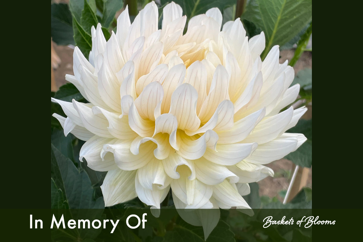 In Memory of, dahlia tuber