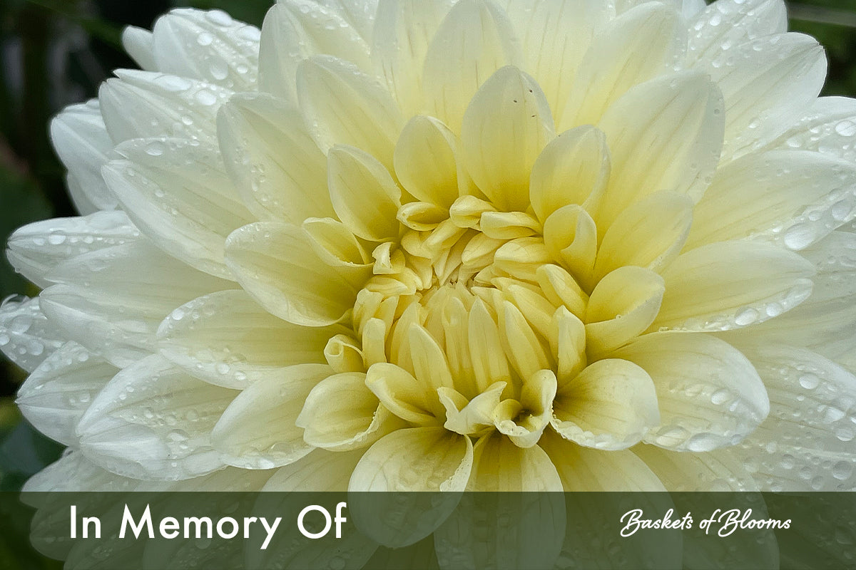 In Memory of, dahlia tuber