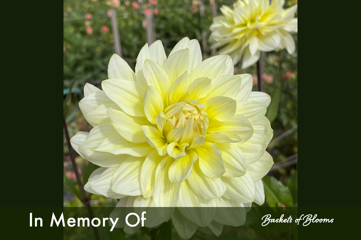 In Memory of, dahlia tuber