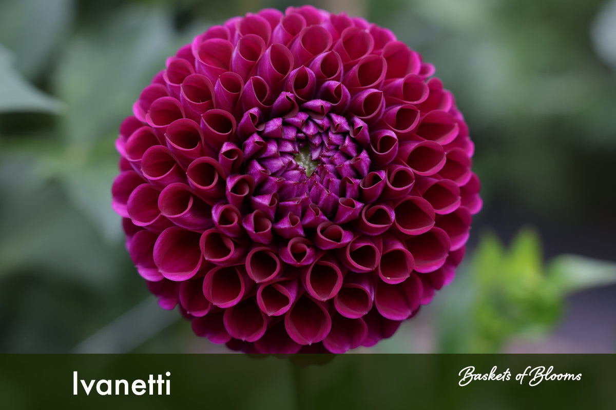 Ivanetti, dahlia tuber