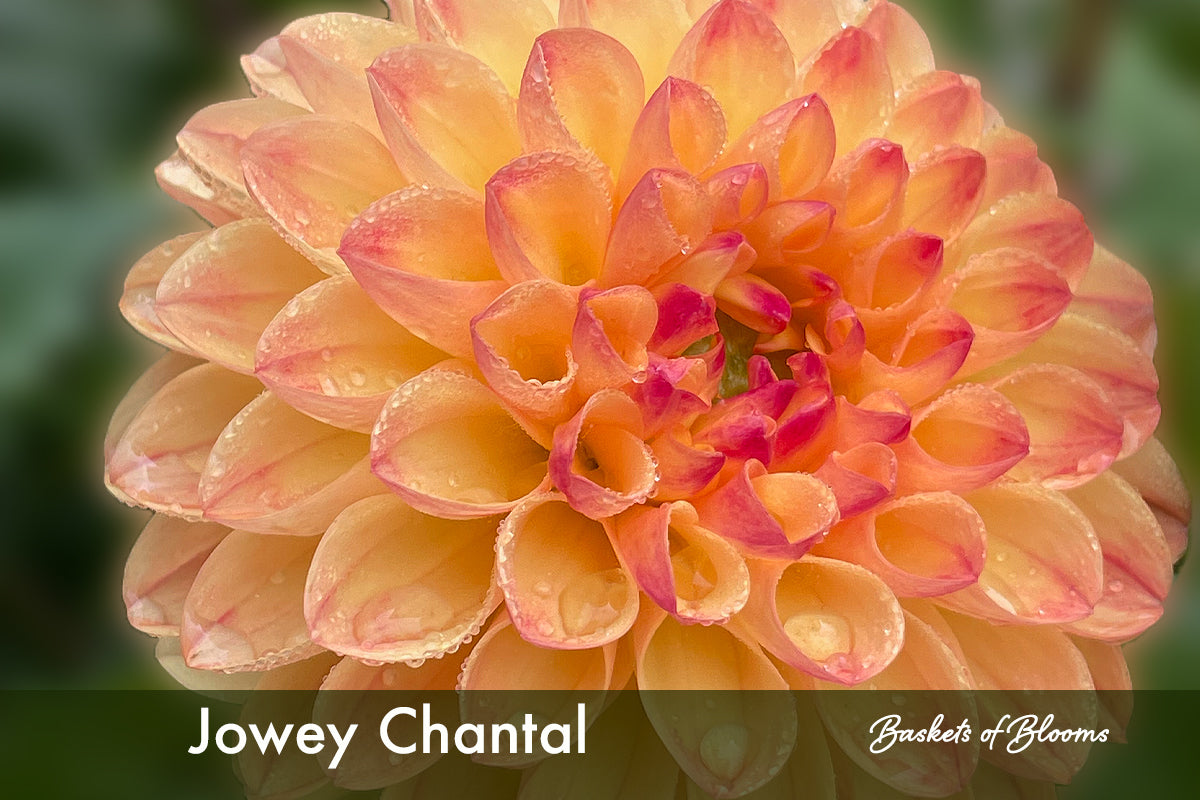 Jowey Chantal, dahlia tuber