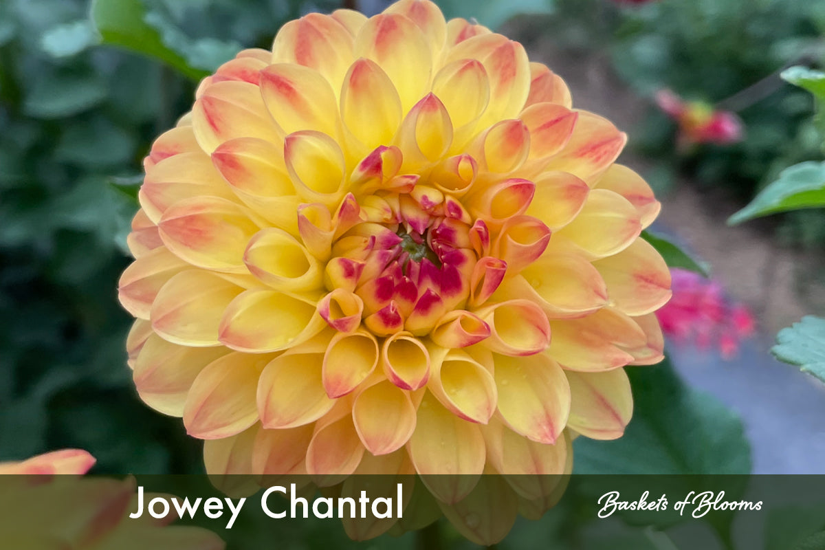 Jowey Chantal, dahlia tuber