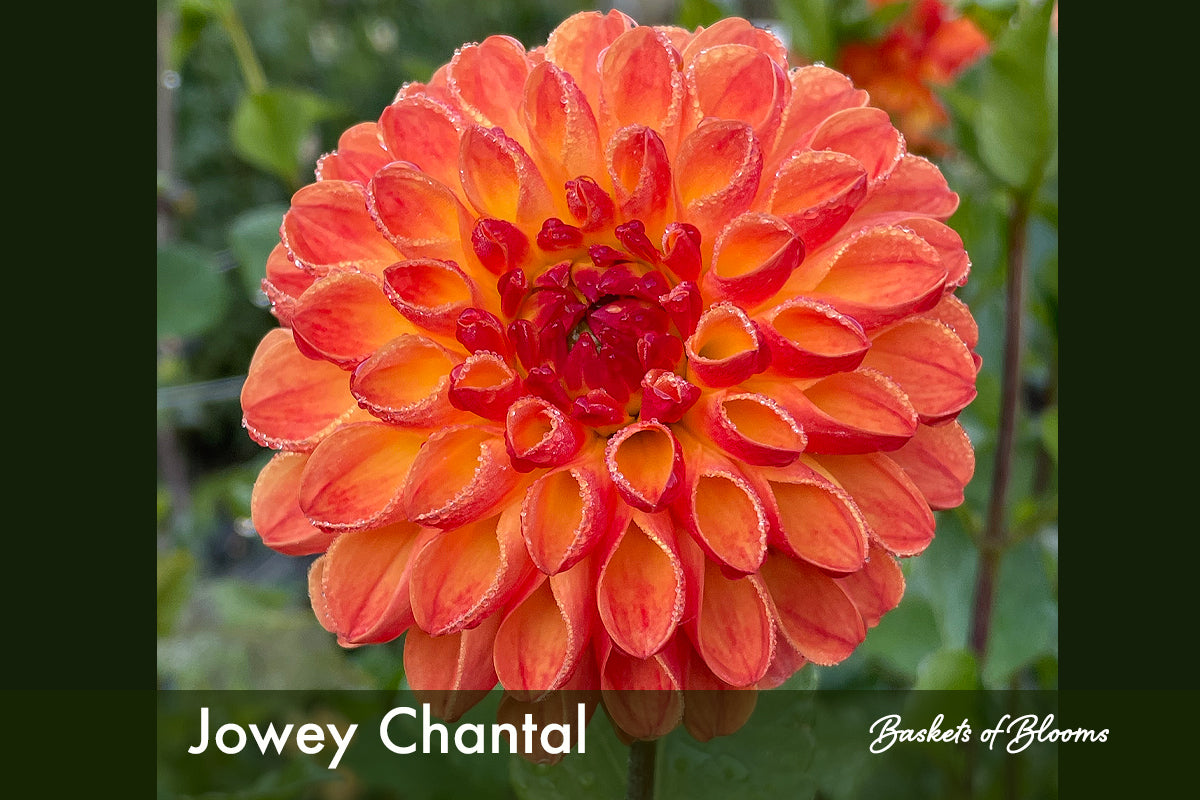 Jowey Chantal, dahlia tuber