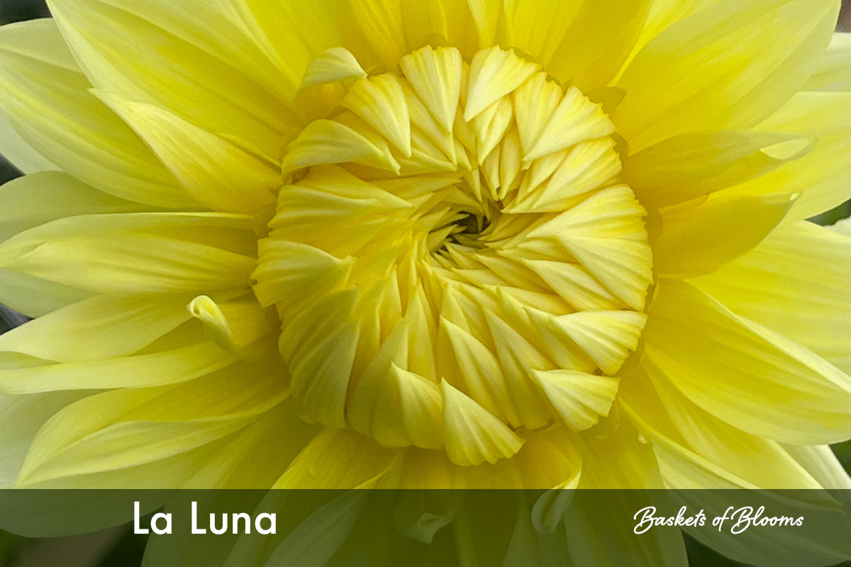 La Luna, dahlia tuber