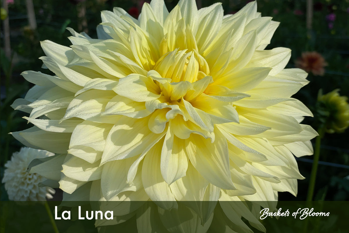 La Luna, dahlia tuber