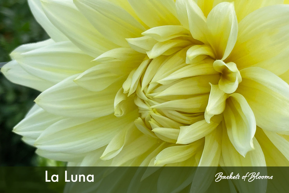 La Luna, dahlia tuber