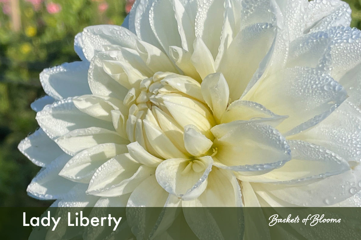 Lady Liberty, dahlia tuber