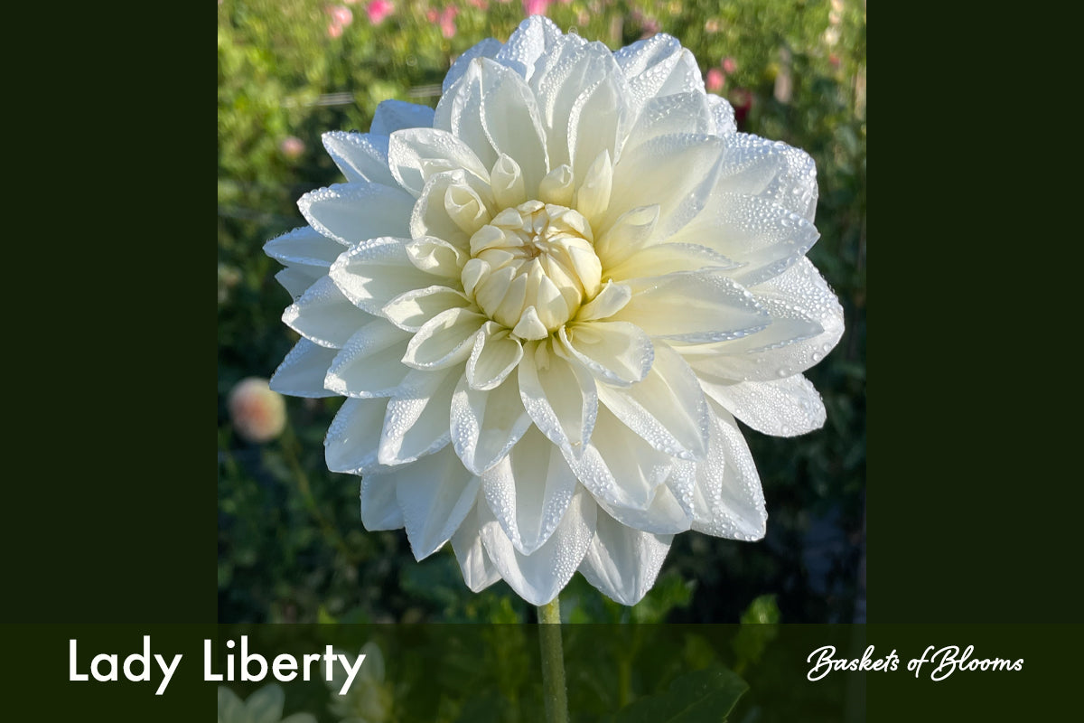 Lady Liberty, dahlia tuber