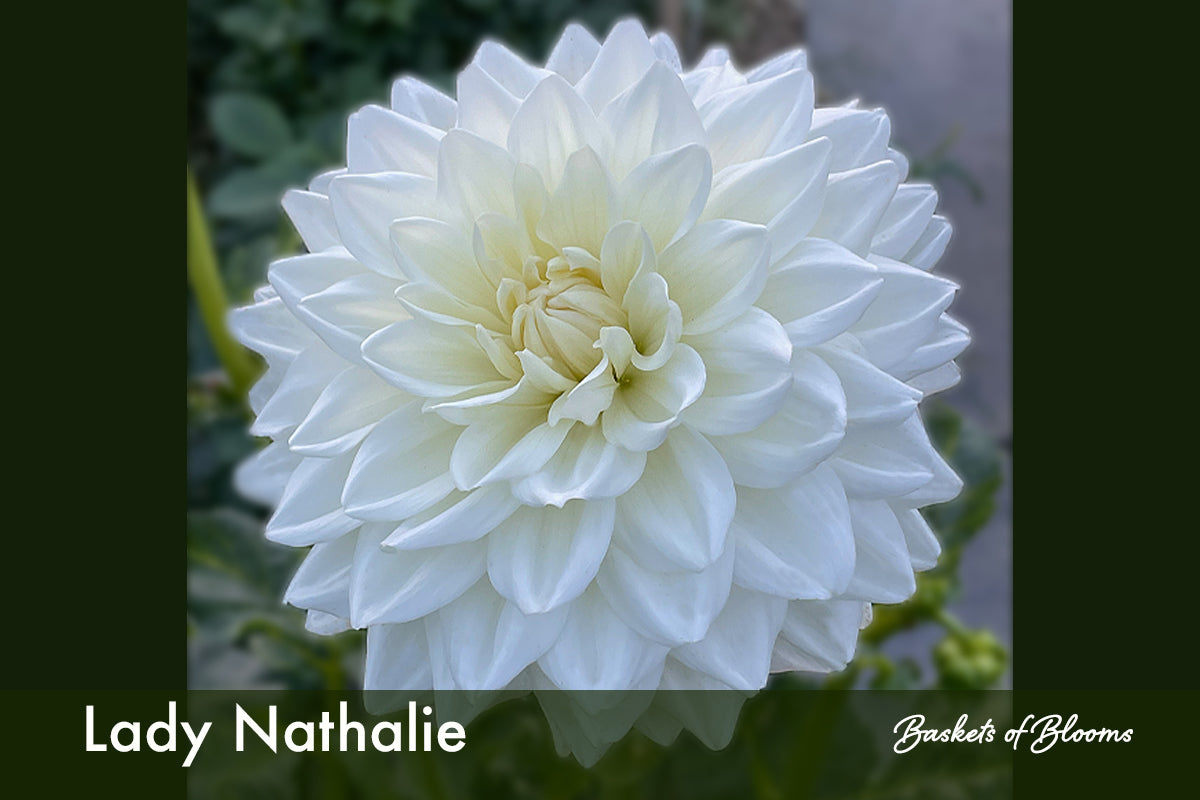 Lady Nathalie, dahlia tuber