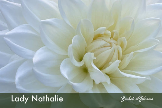 Lady Nathalie, dahlia tuber