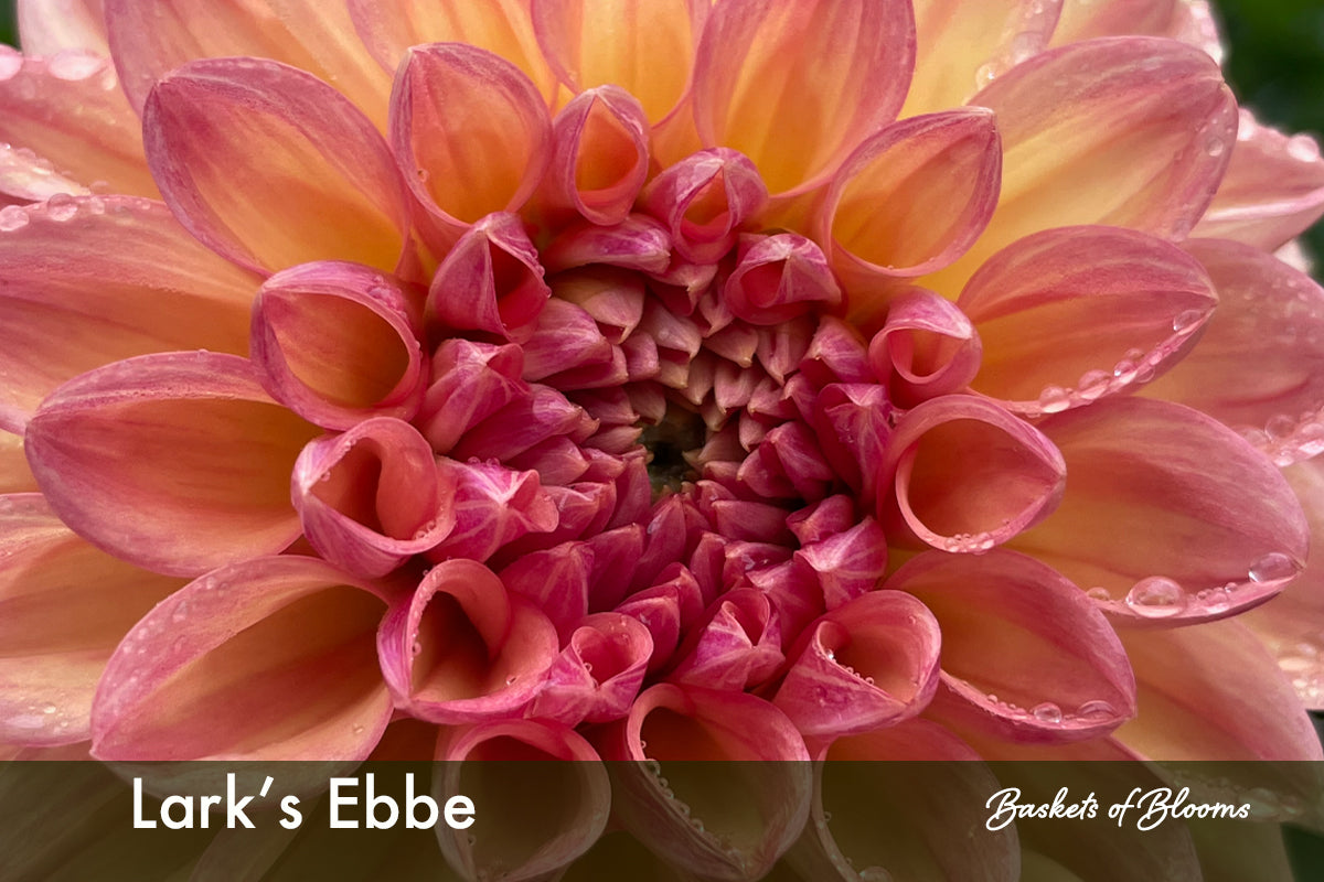 Lark's Ebbe, dahlia tuber