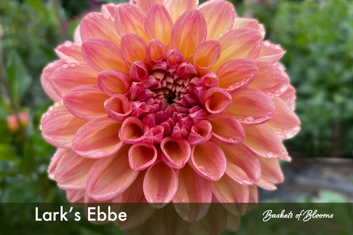 Lark's Ebbe, dahlia tuber