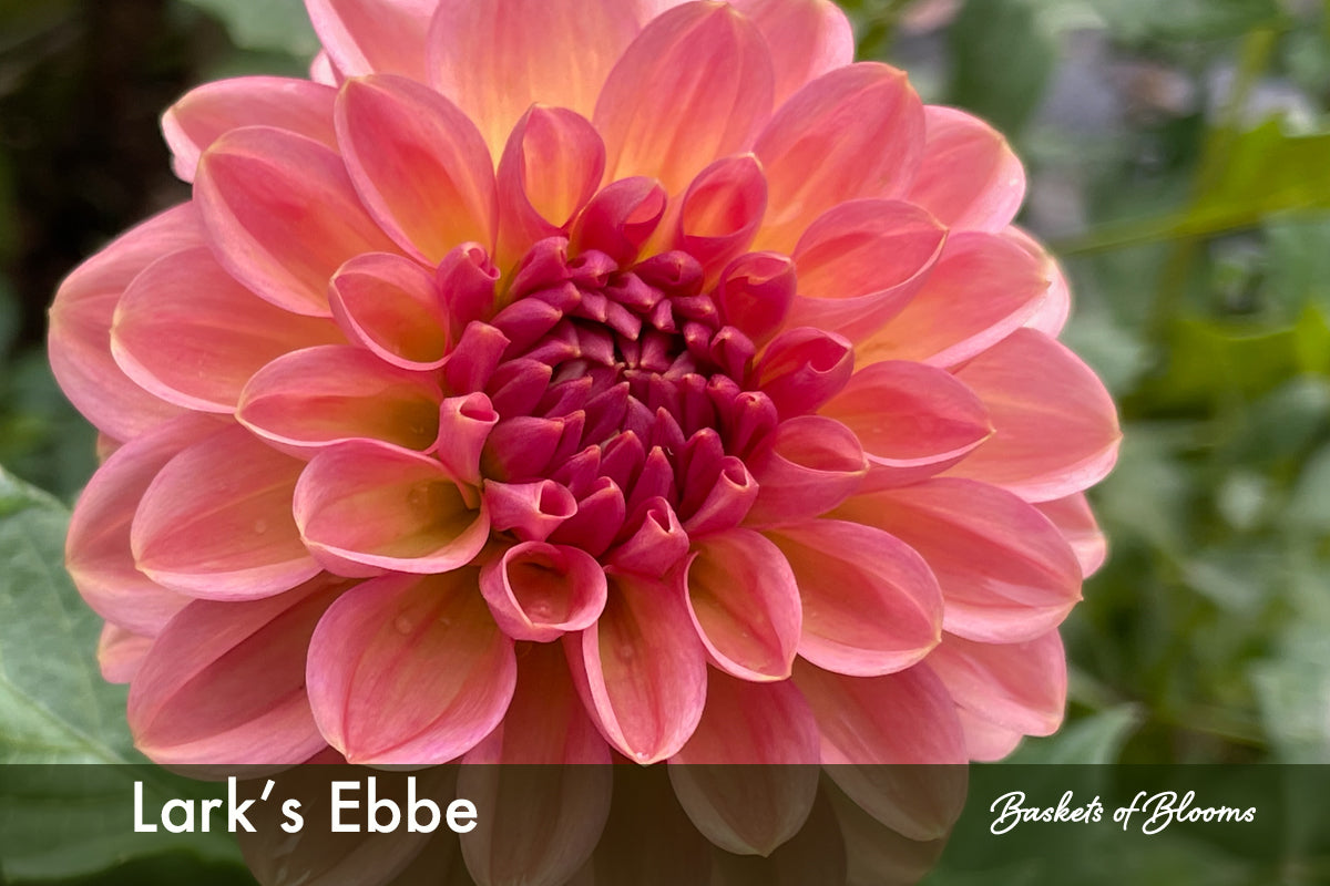 Lark's Ebbe, dahlia tuber