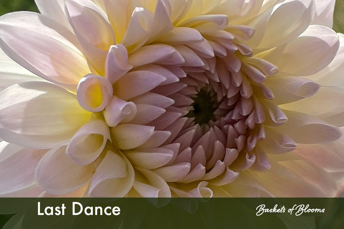 Last Dance, dahlia tuber