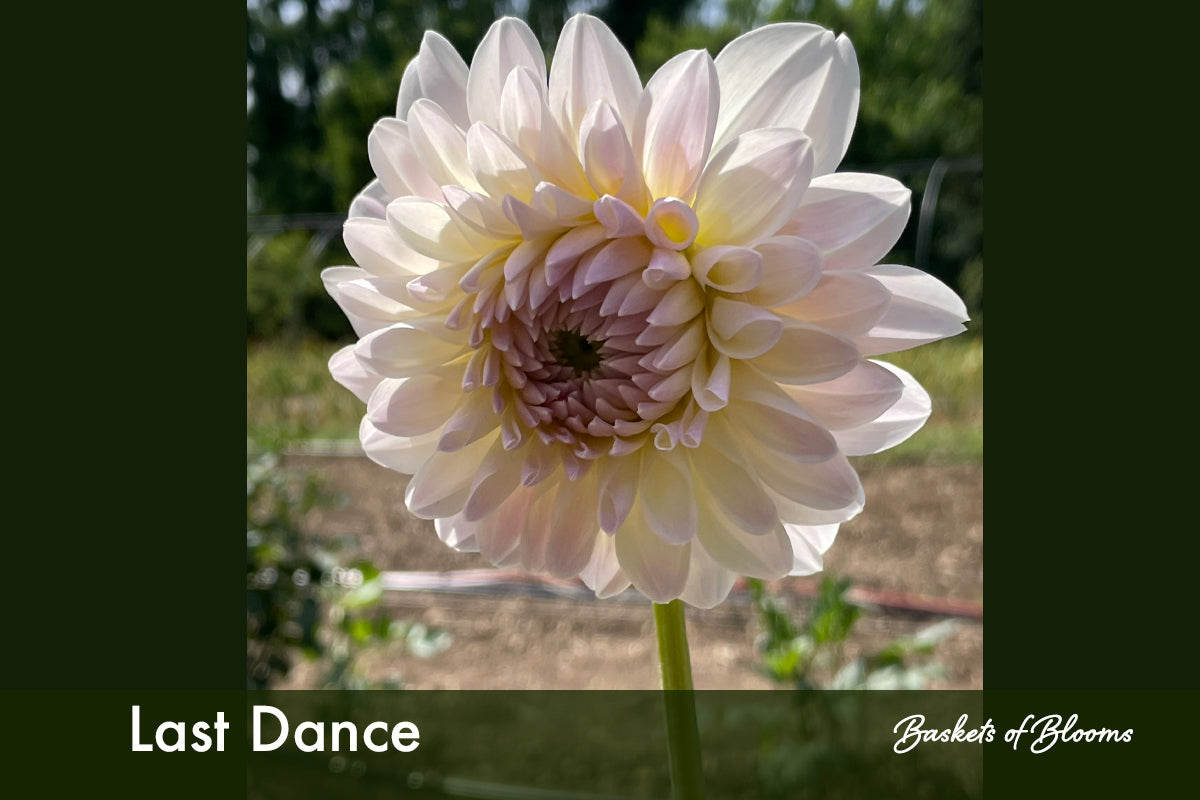 Last Dance, dahlia tuber