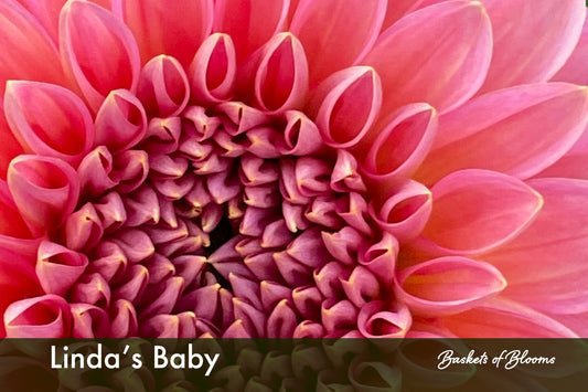 Linda's Baby, dahlia tuber