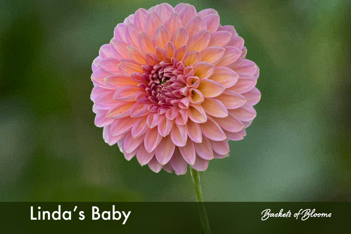 Linda's Baby, dahlia tuber