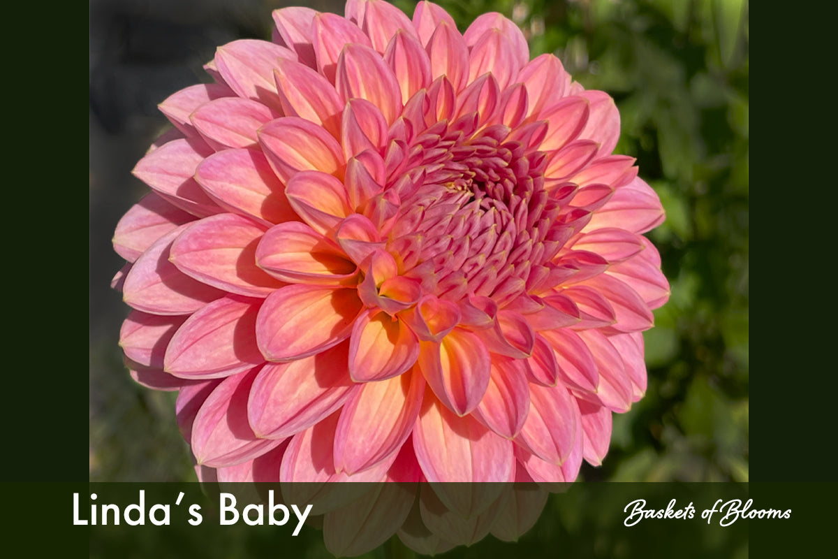 Linda's Baby, dahlia tuber