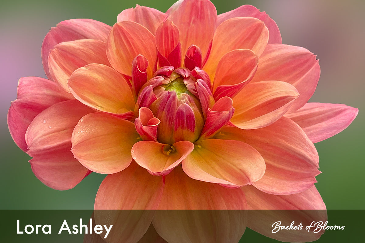 Lora Ashley, dahlia tuber