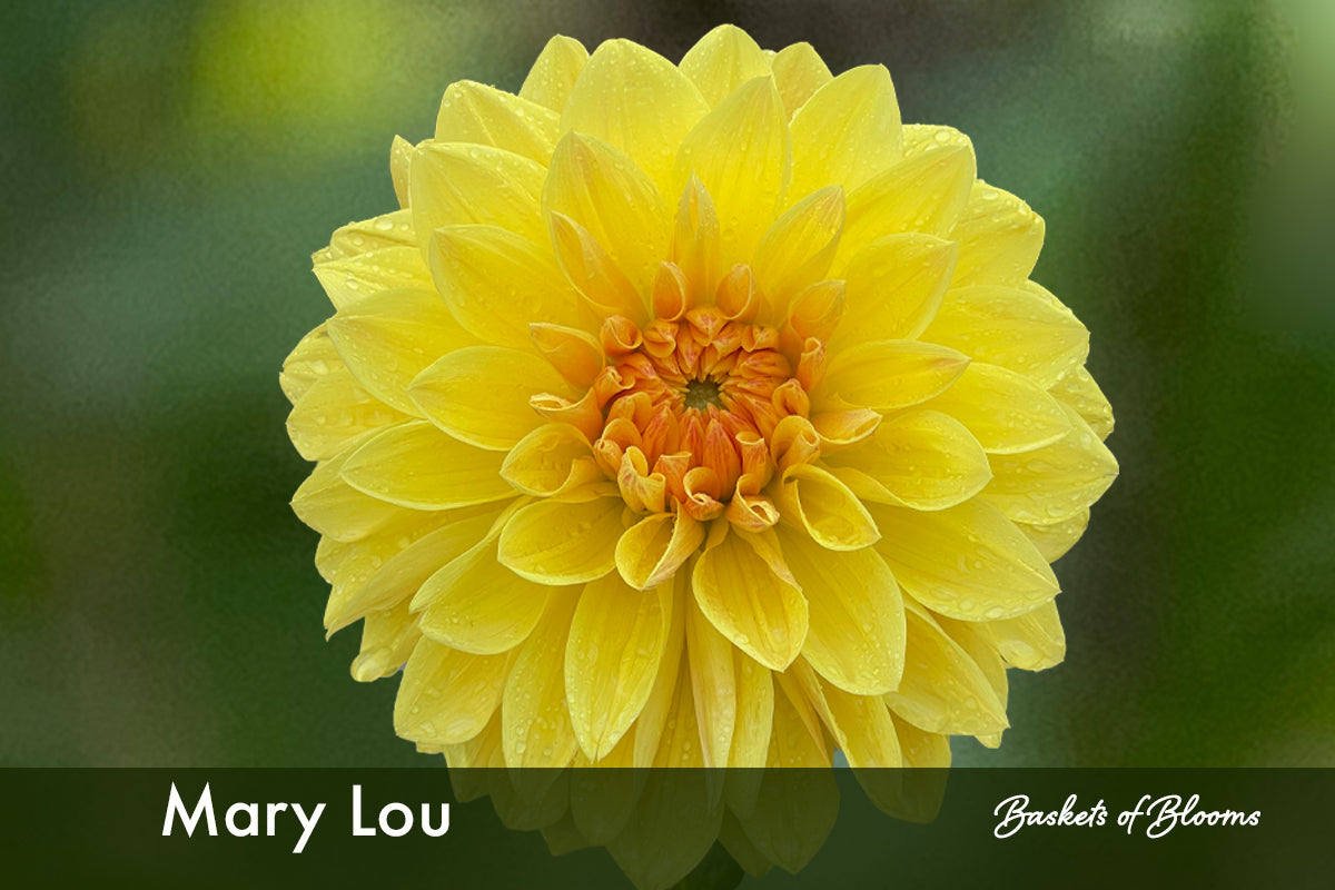 Mary Lou, dahlia tuber