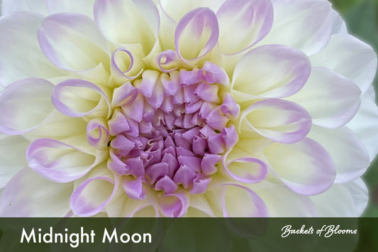 Midnight Moon, dahlia tuber