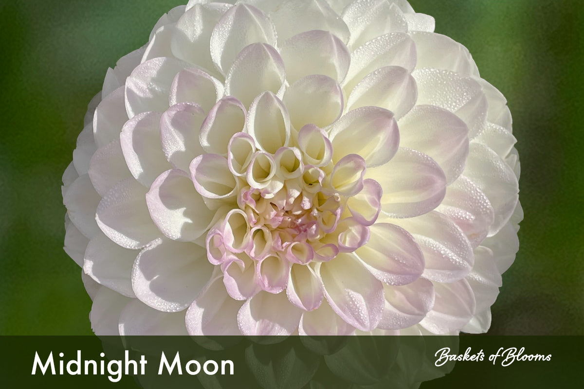 Midnight Moon, dahlia tuber