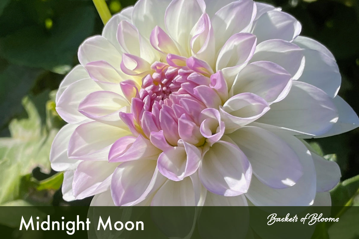 Midnight Moon, dahlia tuber