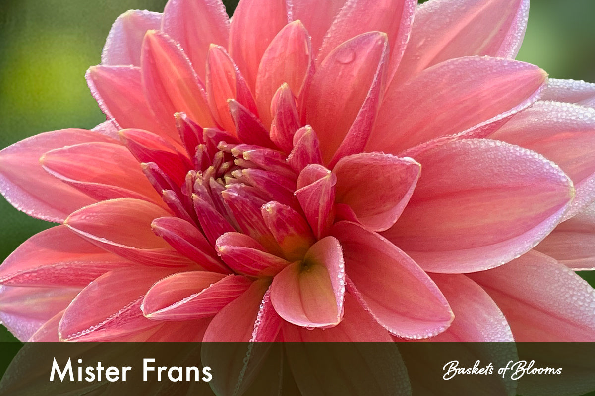 Mister Frans, dahlia tuber