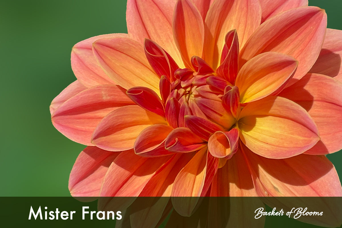 Mister Frans, dahlia tuber