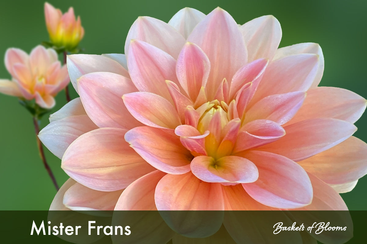 Mister Frans, dahlia tuber