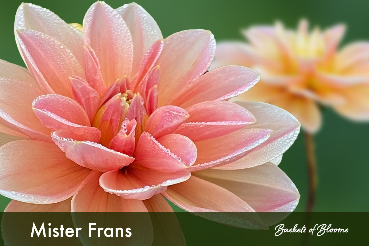 Mister Frans, dahlia tuber