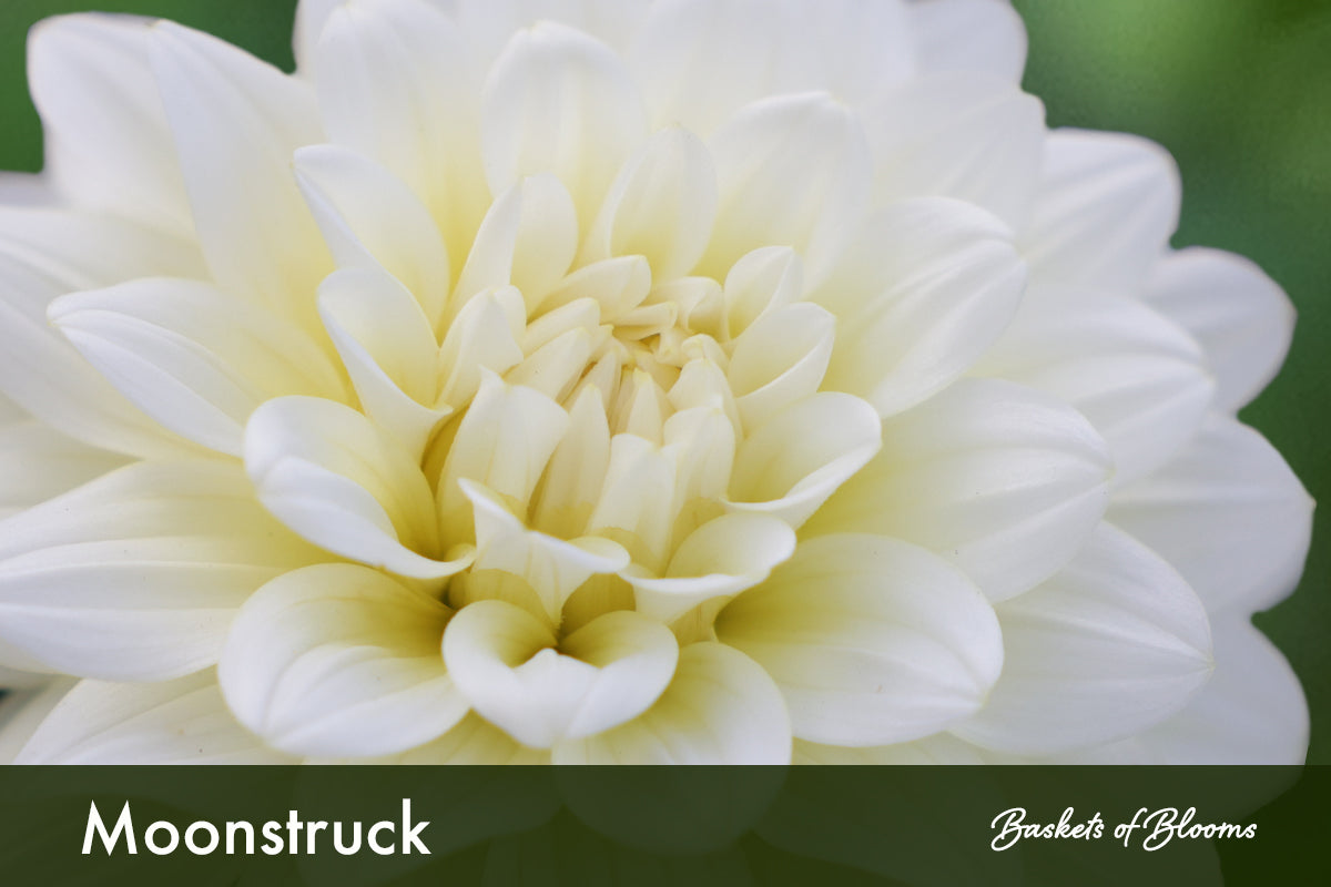 Moonstruck, dahlia tuber