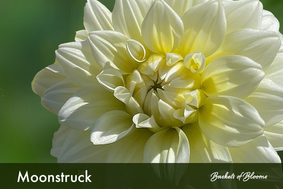 Moonstruck, dahlia tuber