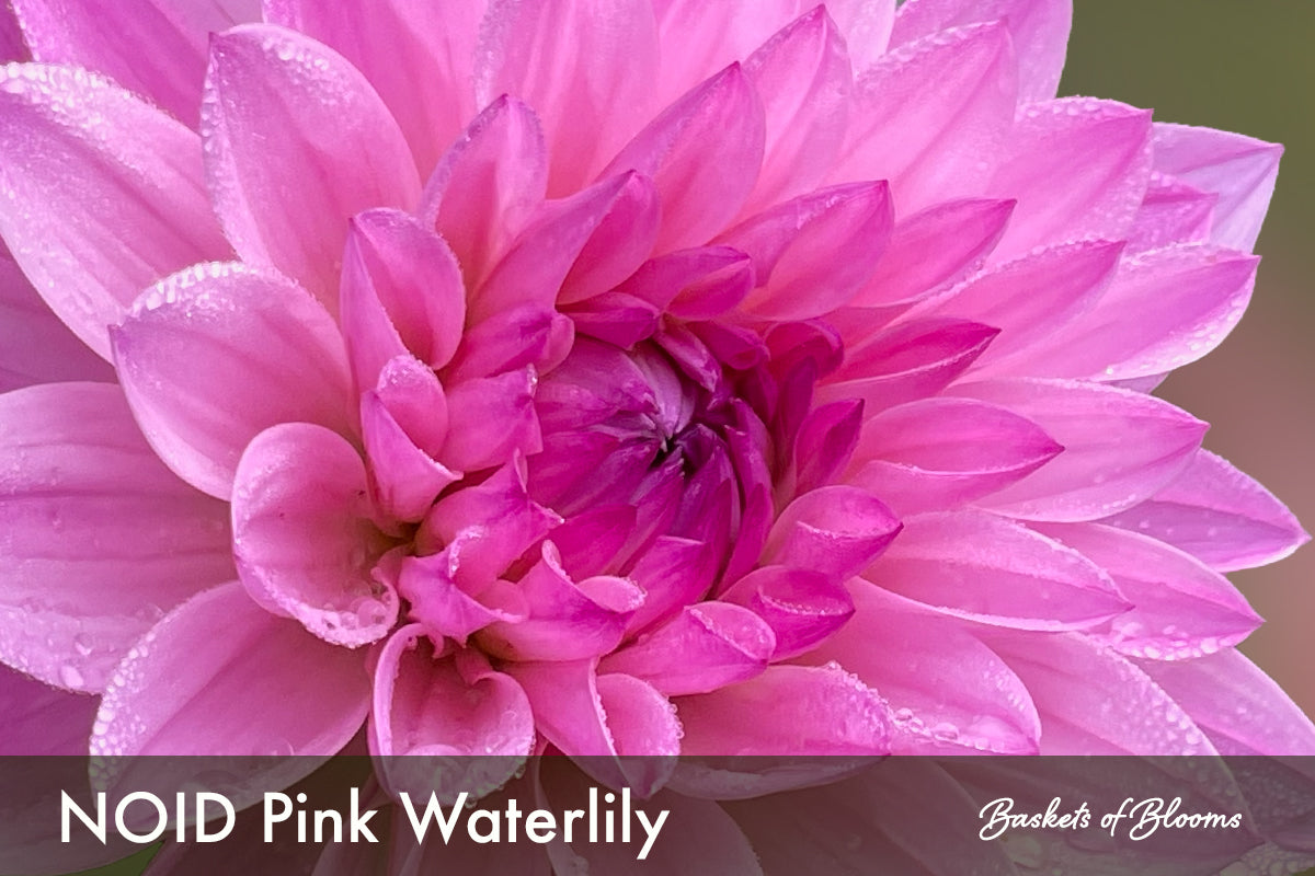 NOID Pink Waterlily, dahlia tuber