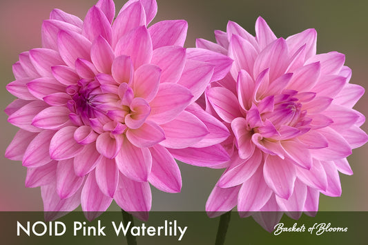 NOID Pink Waterlily, dahlia tuber