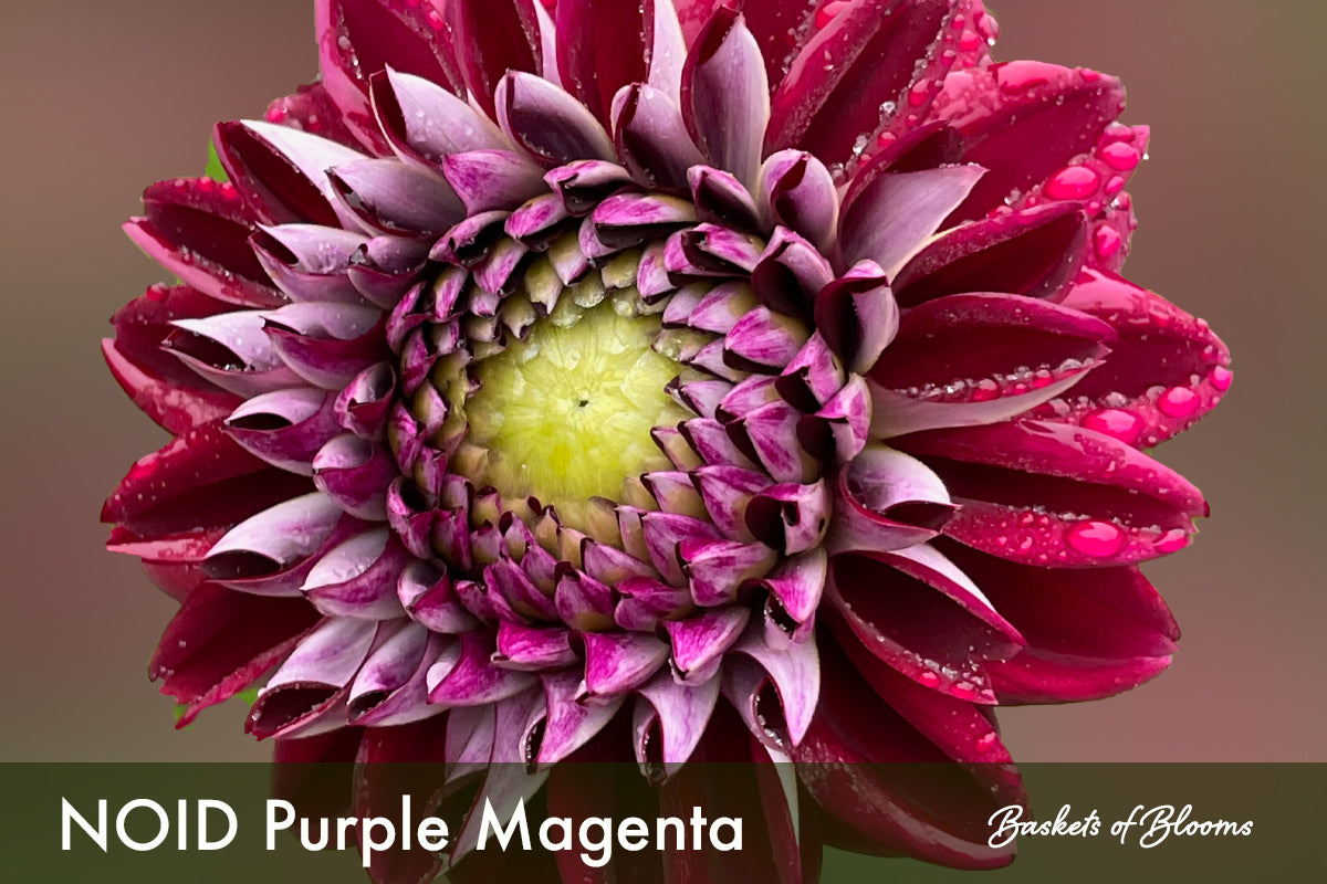 NOID Purple Magenta, dahlia tuber