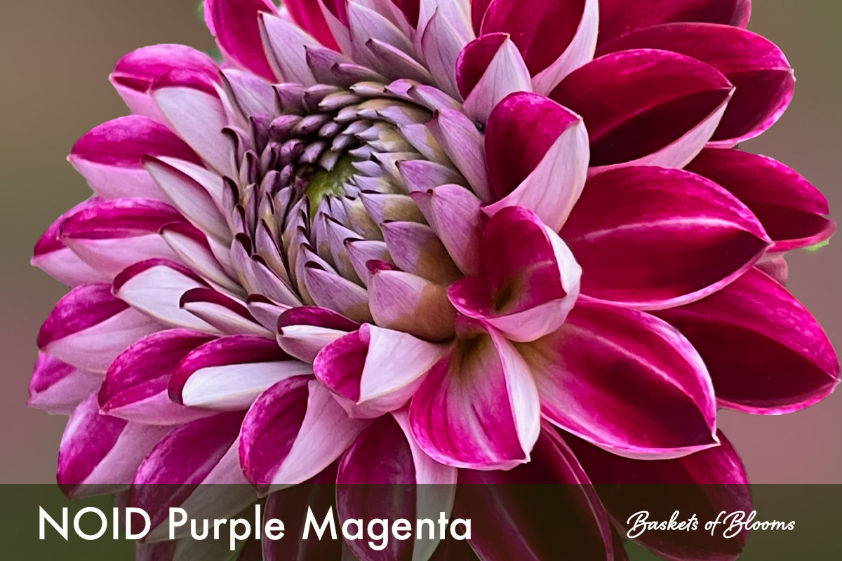 NOID Purple Magenta, dahlia tuber