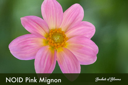 NOID Pink Mignon, dahlia tuber