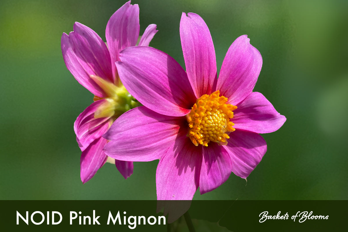 NOID Pink Mignon, dahlia tuber