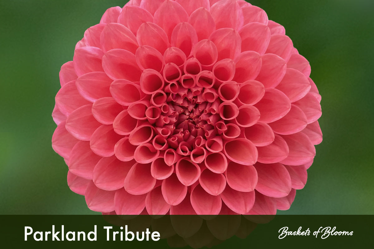 Parkland Tribute, dahlia tuber