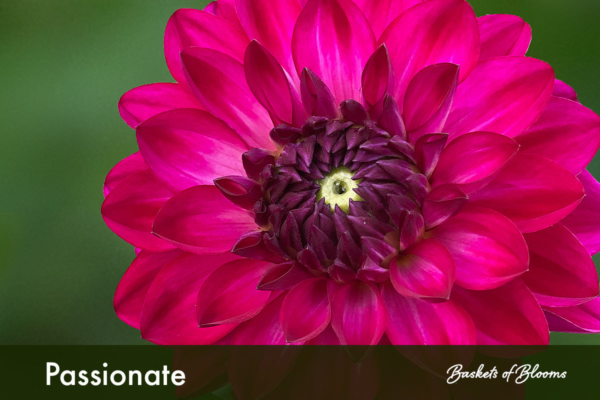 Passionate, dahlia tuber