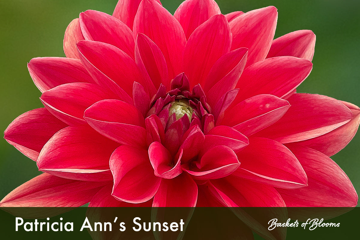 Patricia Ann's Sunset, dahlia tuber
