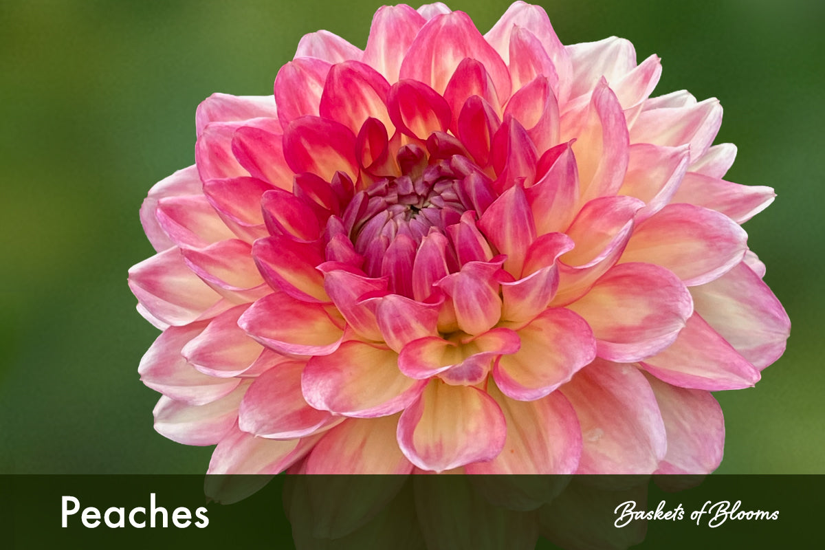 Peaches, dahlia tuber